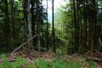 2014-07-05_Laengental-N-Hochweg (989). JPG